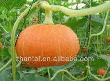 Pumpkin Seeds as the Best Selling Products in Philippines