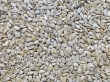Bakery and confection grade sunflower seeds oil kernel