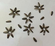 Sunflower Seeds 5009 Company Who Sell Agricultural Products