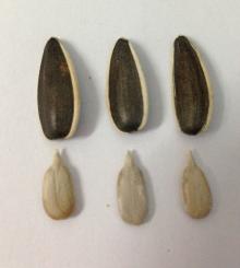 318 Sunflower seed kernels for confectionary