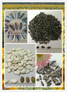 new crop  sunflower   seeds  snack food