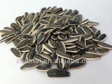 Unsalted Sunflower Seeds  Pipas 