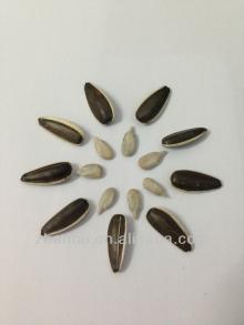 318 Edible Striped Sunflower Seeds Snack