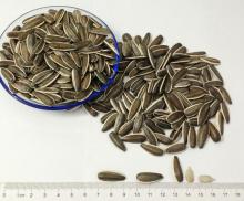 318 first class black sunflower seeds as organic snack