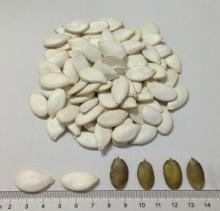 Pumpkin Seeds Looking for Sole Distributor