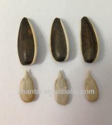 318  sunflower   seeds   export ed as indonesian snacks