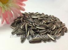 Roasted Sunflower Seeds as Classic Spanish Snack
