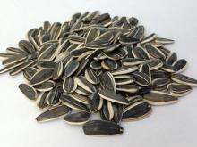 Edible Sunflower Seeds as Semilla de Girasol