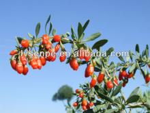 Lowering the blood fats, blood sugarFunction goji berry extract polysaccharides