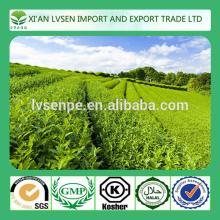 Improving immunity and Anti-radiation green tea extract supplement