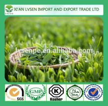 Hot products Antioxidant and Scavenge free radicals  bio   green   tea   extract 