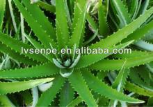 making skin soft and elastic Aloe Vaera Extract