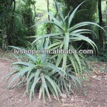 Aloe Vera Whole Leaf Juice Extract Aloe Vera Extract