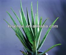 Hot selling for Factory natural aloe barbadensis leaf extract