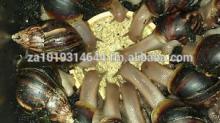 African Giant  Snail s For Sale,  Snail  Shells