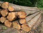  timber 