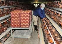 Fresh White checken  Eggs , Fresh brown  chicken   Eggs  for  sale 