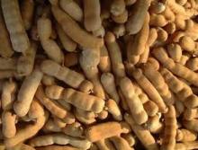  TAMARIND   GUM ,  TAMARIND  SEED,  TAMARIND  POWDER