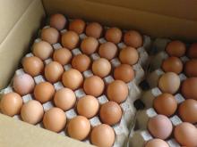 chicken egg