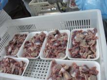  chicken   gizzard s