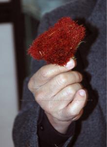 saffron