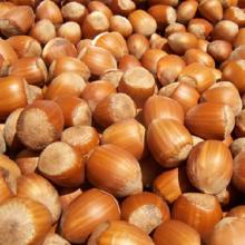 HazelnutsOregon No. 1 Jumbo Inshell