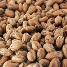 Pecans Inshell, Mixed Variety