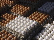  Fresh   white   egg s