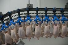 Chicken Feet and Paws,Whole Frozen Chicken