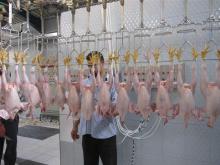Frozen Chicken,Chicken Feet,Chicken Wings