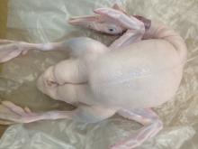 New Zealand Whole Ducks