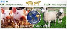 Natural casings SHEEP CASINGS HOG CASINGS