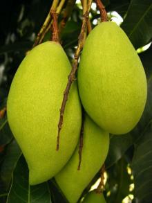  Fresh   Mango 