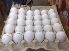 fresh chicken eggs