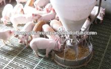 Raised on carefully selected feed,which gives double the delicious taste.Extremely tender , a light