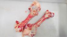 Frozen pork femur bone
