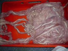 Pork Small Intestine