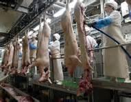 Grade A Frozen Pork Carcass