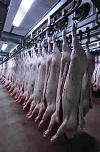 Frozen Pork Muscle/ Frozen Pork Liver/Frozen Pork lead leg/Frozen Pork lead feet/Frozen Pork kidney