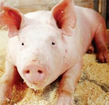 Pork  Meat   from   Brazil 
