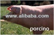 Carne de cerdo (pork)