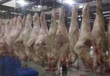 frozen buffalo beef fore limb
