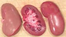  Pork   kidney 