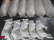 Frozen Suckling Pig