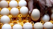  FRESH  TABLE  EGGS 