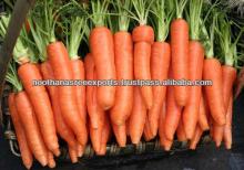 orrange red carrot