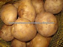 Potato