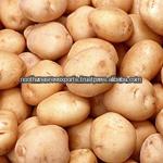 fresh Potato for sale