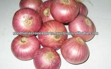  Nasik   Red  Onion Export
