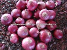 FRESH RED ONION INDIA